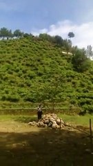 Jamus tea gardens visited by many tourists