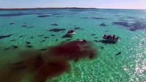 En Australie, un drone filme 70 requins qui dévorent une baleine