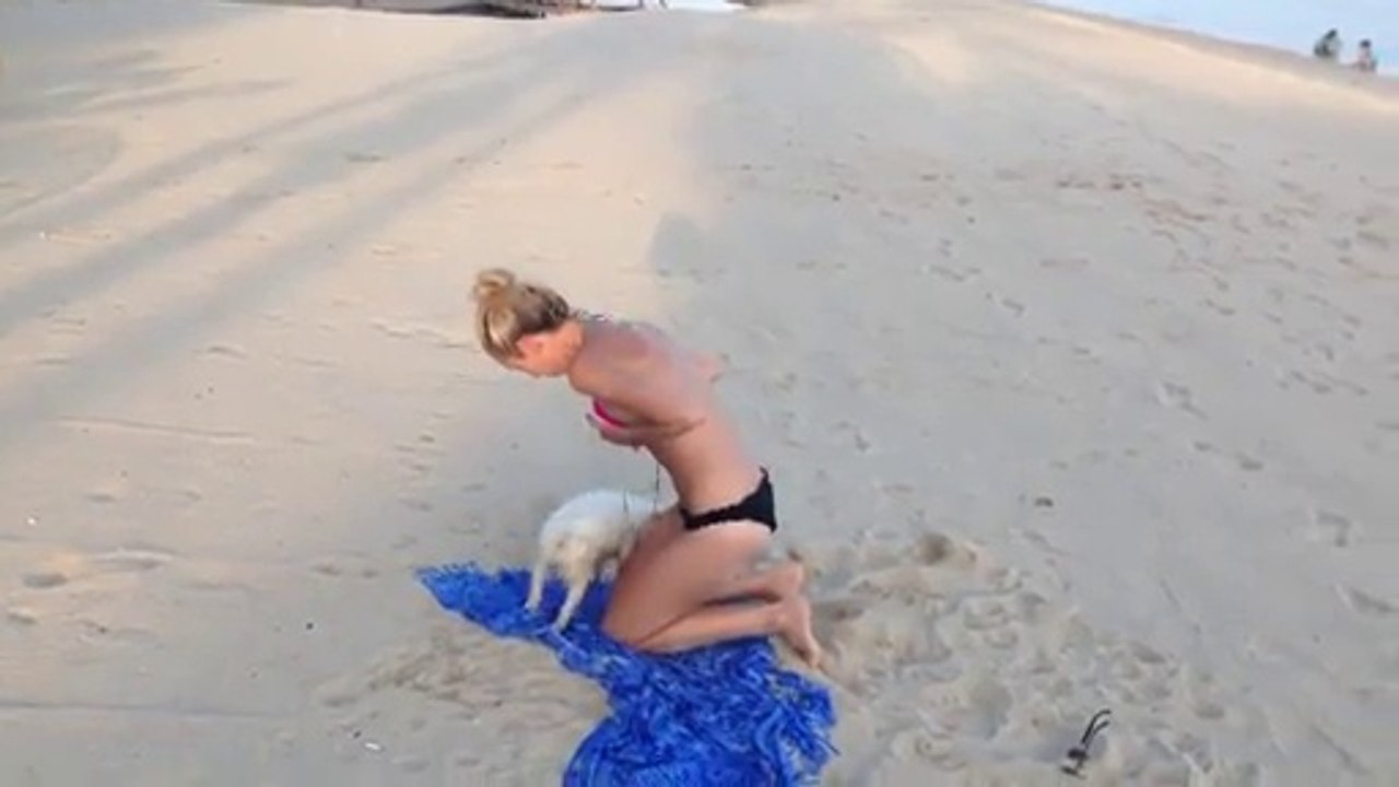 Bikiniye Dayanamayan Köpek -