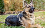 10 Best Police Dog Breeds In The World