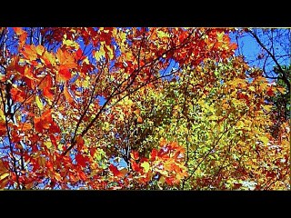 Vincent LAMMOUR Chanson FAIS-MOI DU BEAU TEMPS