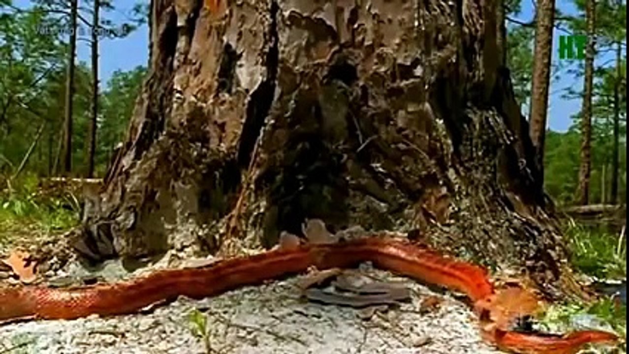 TSN - Top 10 'Video Game Moves' In Sports (27)