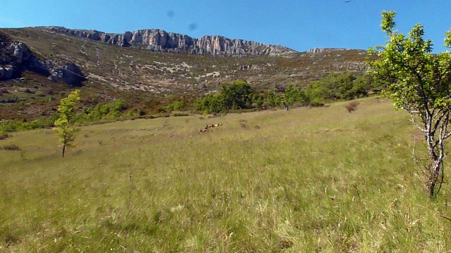 Vautours Fauves de Rougon