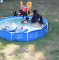 Mãe! Tem um urso na piscina!