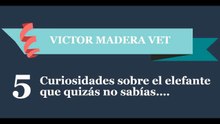 Las 5 curiosidades de los elefantes por Victor Madera