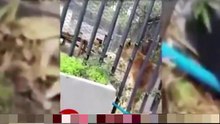 Il se jette nu dans la fosse aux lions en voulant se suicider !