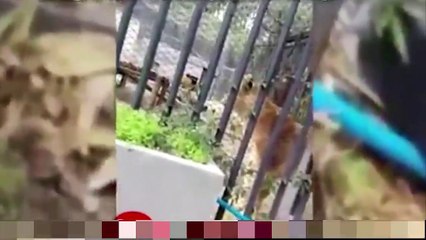 Il se jette nu dans la fosse aux lions en voulant se suicider !