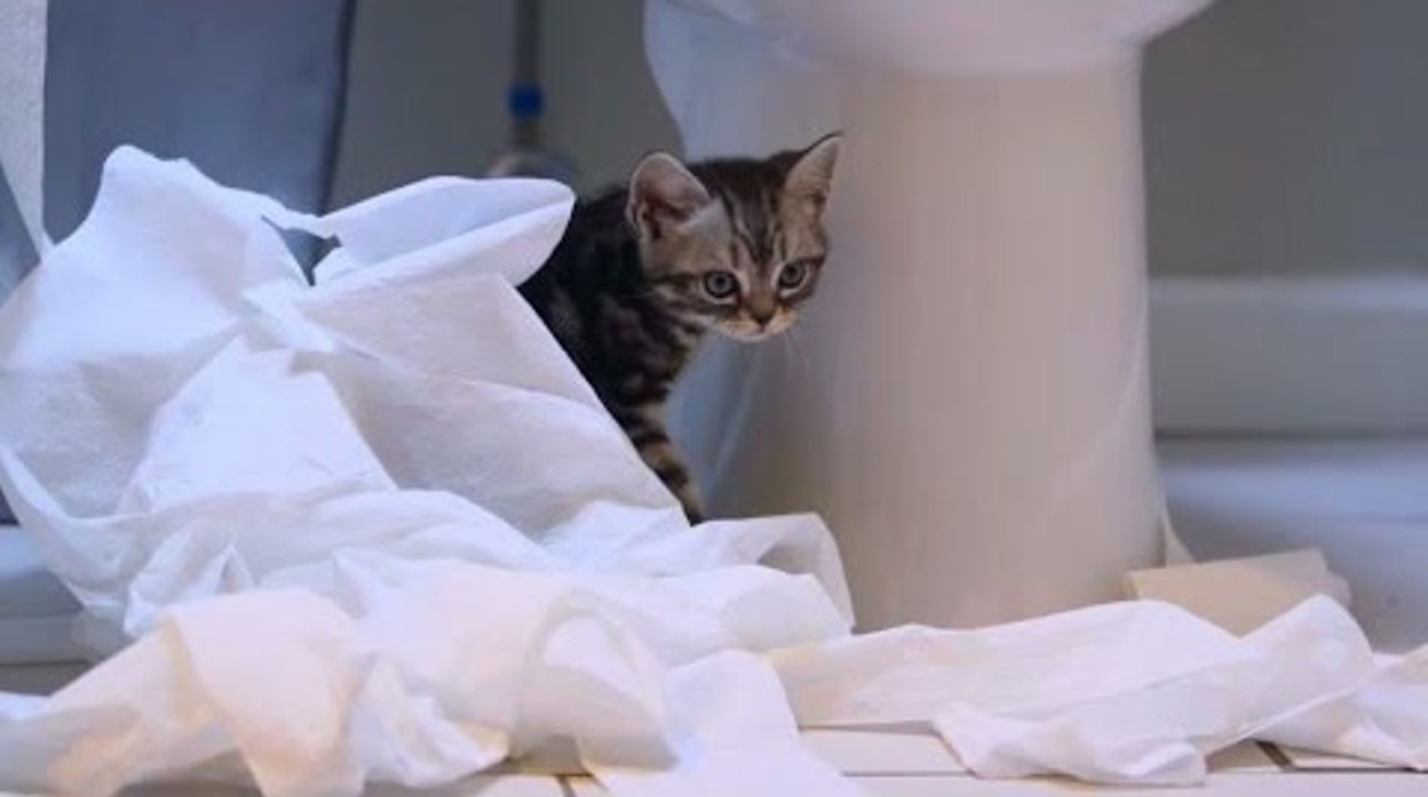 Adorable kitten discovers the joy of playing with toilet paper