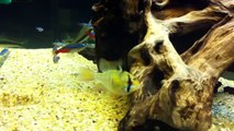 Allestimento acquario 2011 parte 15°