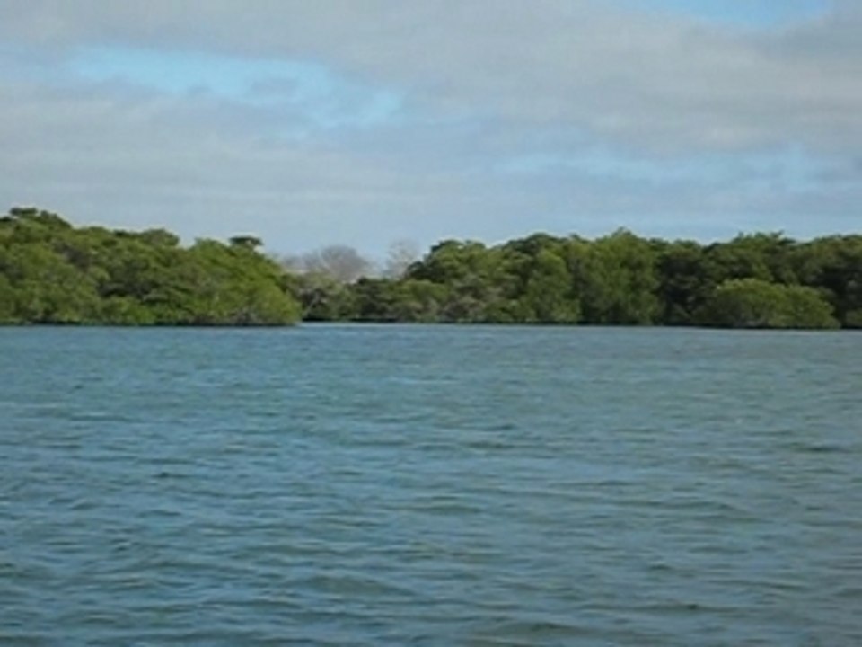 Pêche du Blue footed boobie