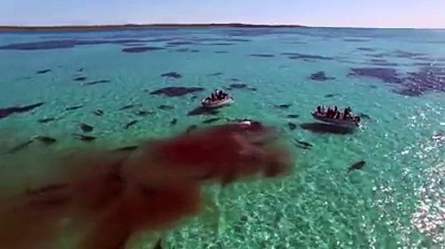 70 requins-tigres dévorent sauvagement une baleine devant des touristes médusés