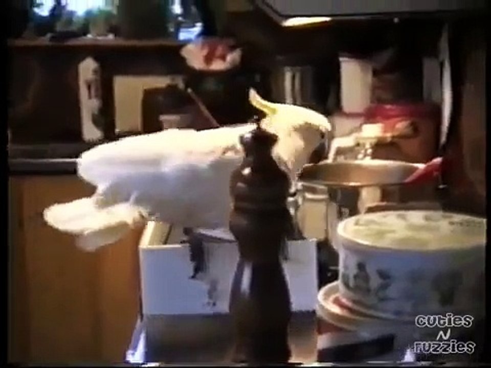 Un pappagallo vuole dare ,a tutti i costi, da mangiare al cane...Guardate!