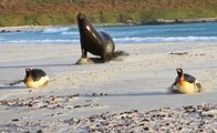 Hungry Sea Lion Chasing Penguins