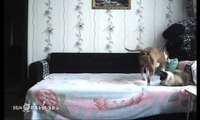 When the dog stays at home alone / Пока никто не видит