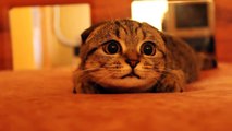 Ufo gören masum kedi :)