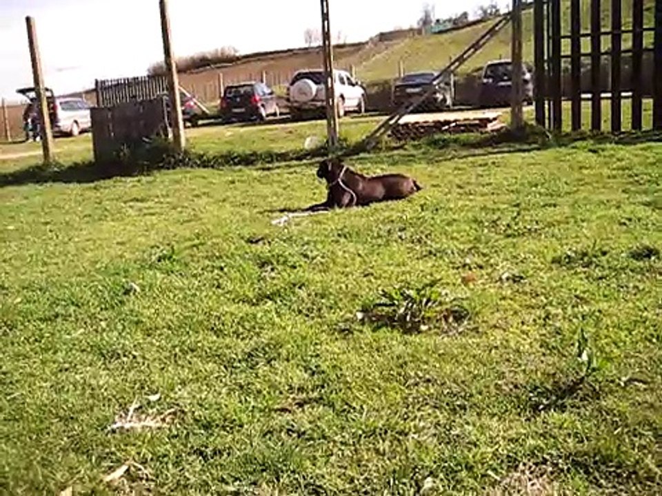 ADOTTATA! - Dani, pitbull di 10 anni