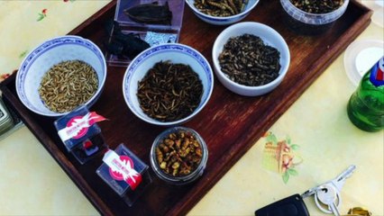 REPORTAGE DES INSECTES DANS NOS ASSIETTES