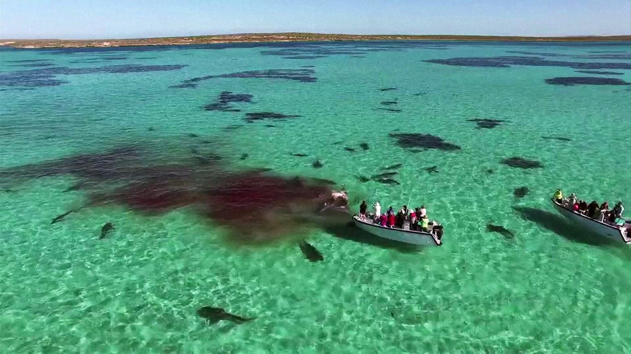 Drone captures shark feeding frenzy on whale in Australia