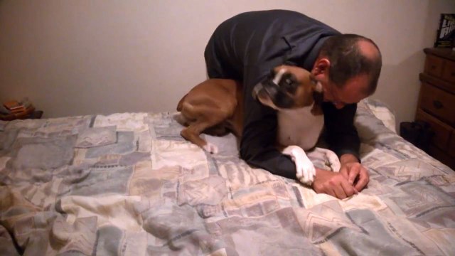 Guilty Boxer Dog Hides Under His Human
