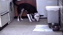 Dog Meets His Shadow For The First Time