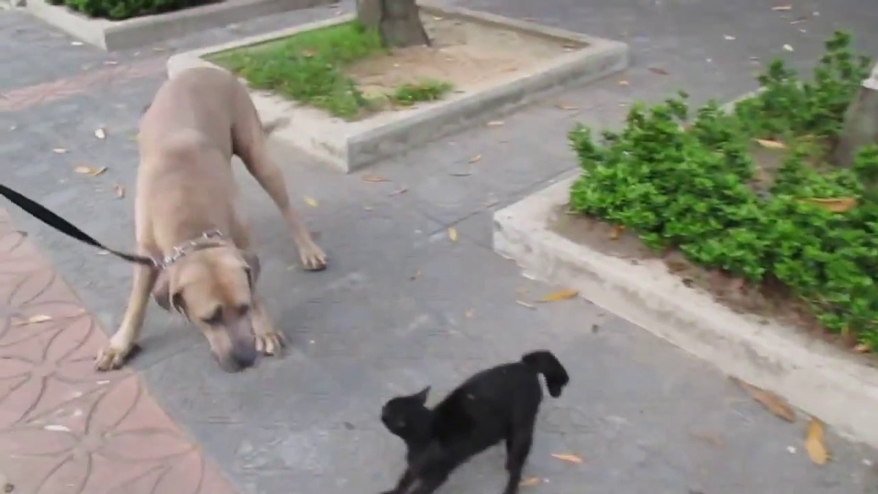 Cette Chatte attaque un énorme chien pour protéger ses chattons