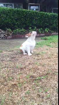 Un cane vede la pioggia per la prima volta