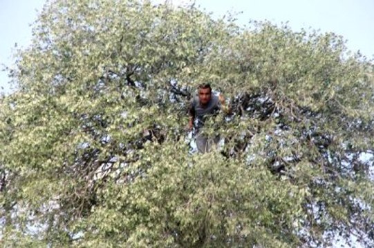 Köpeklerden Kaçıp Ağaçta Mahsur Kalan Genci Sınava İtfaiye Yetiştirdi