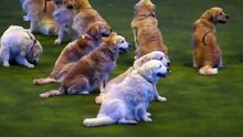 Cette représentation met en scène des golden retrievers et leurs maîtres !