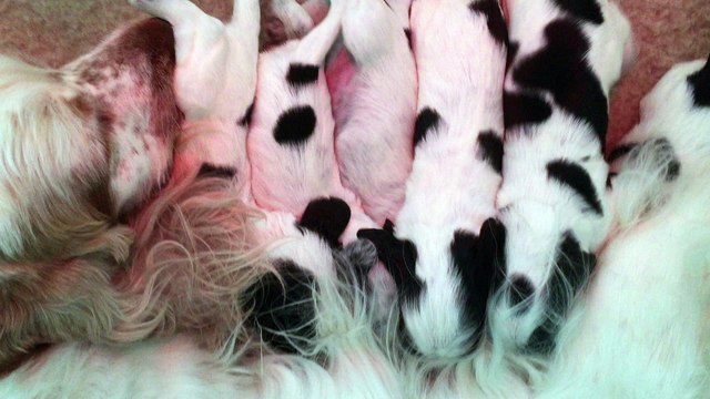 Allaitement et léchage de chiots cockers anglais âgés de 15 jours