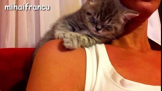 Cute Kittens Falling Asleep Compilation 2016 -- NEW HD