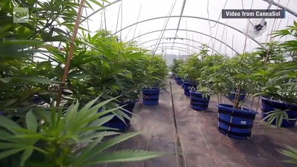 Guy growing cannabis illegally is now a multi-millionaire and paying his taxes