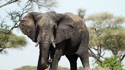 Angry Elephants Sound Effect