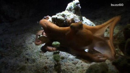 Get Ready: Octopuses and Squids are Taking Over the Oceans