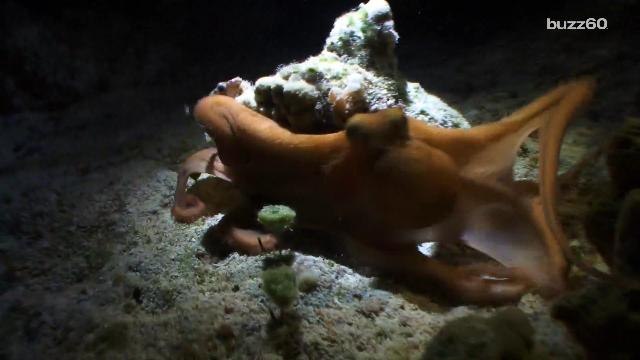 Get Ready: Octopuses and Squids are Taking Over the Oceans