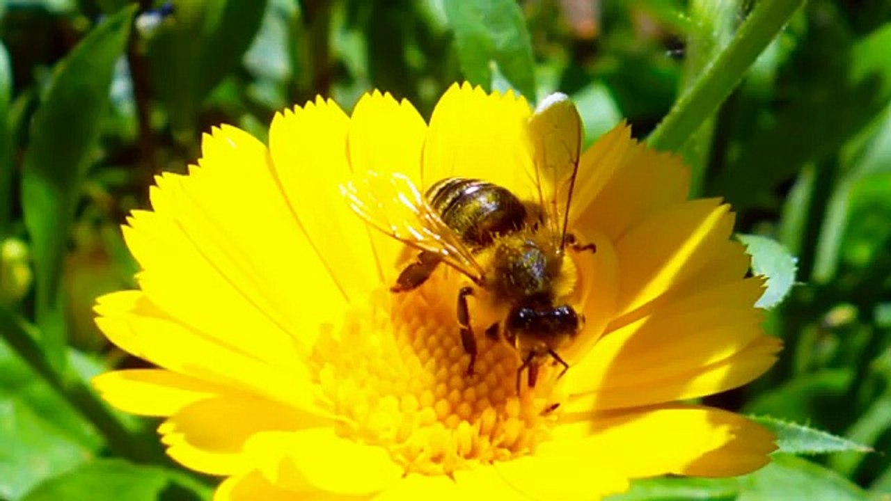 Bee Buzzing Sound Effect