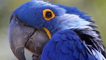 Blue Amazon Macaw Parrot Sound Effect