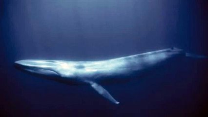 Blue Whale Sound Effect