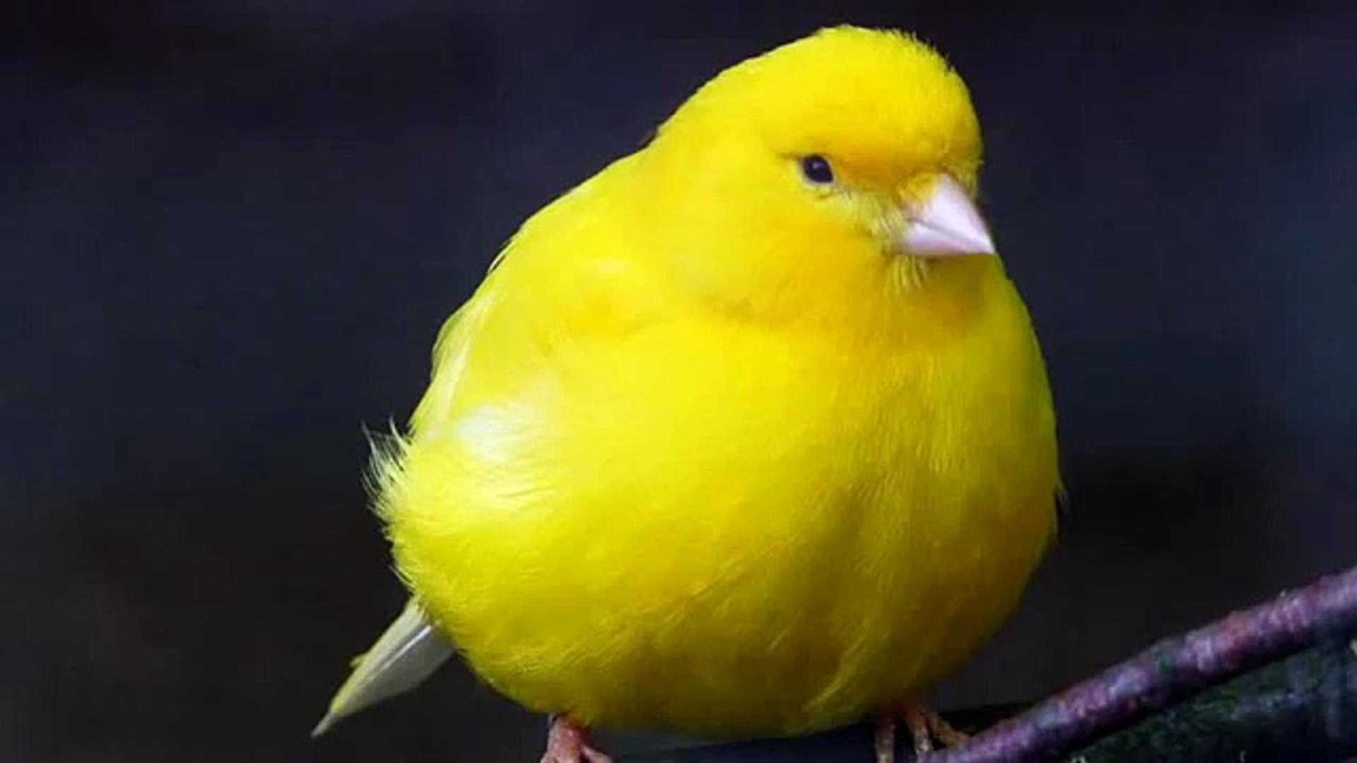 ⁣Canary Singing Sound Effect