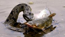 Water Snakes Hunting And Eating Fishes