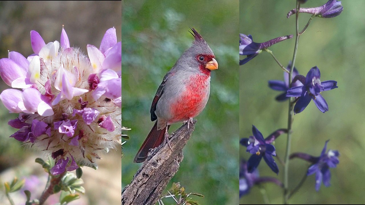 Saguaro National Park-HD