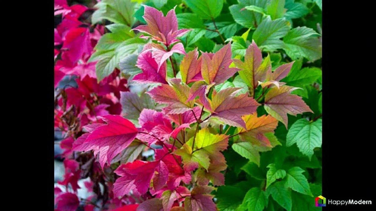 50+ фото Пузыреплодник калинолистный - посадка и уход