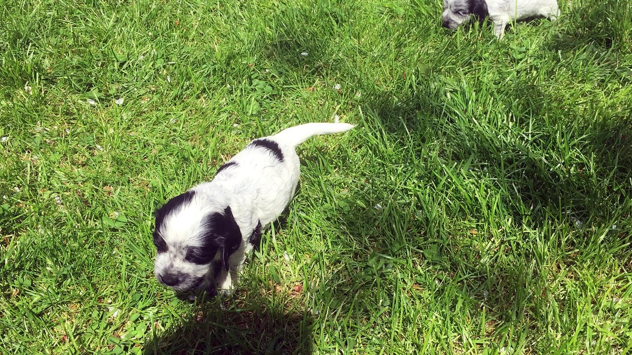 Chiots cockers anglais : premiers pas sous le soleil...