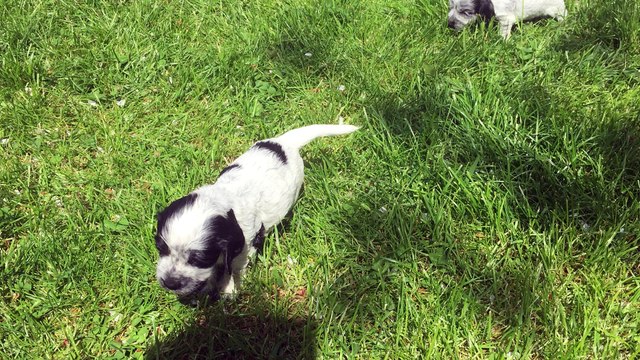 Chiots cockers anglais : premiers pas sous le soleil...