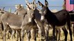 If you have half an acre of land, you may consider adopting one of the last 50 donkeys from Hawaii