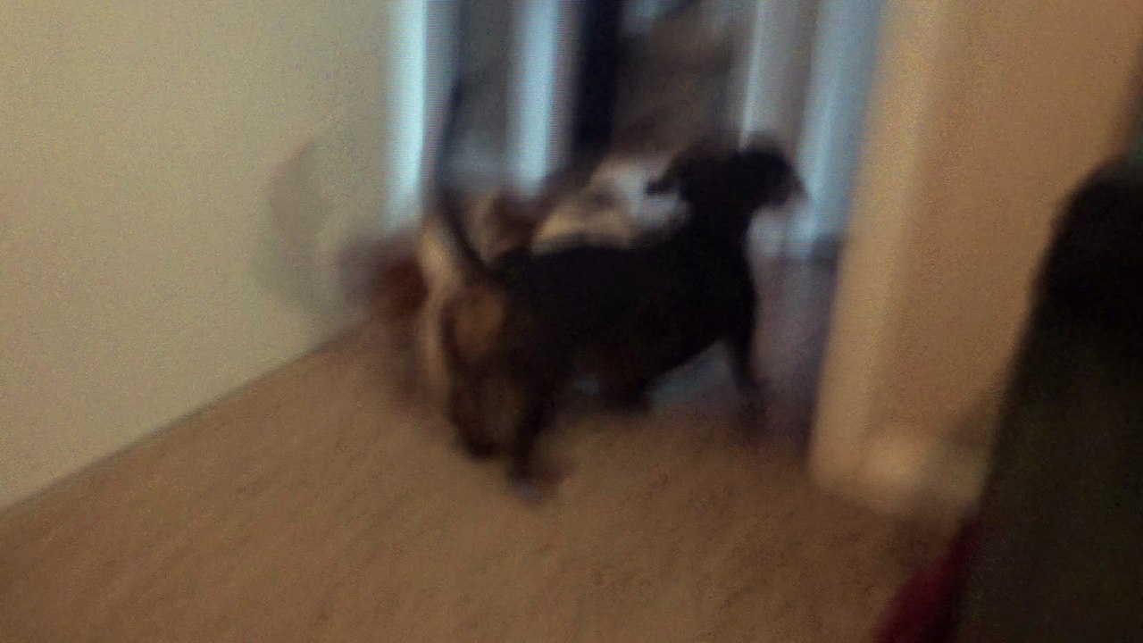 Wiener Dog Play Time
