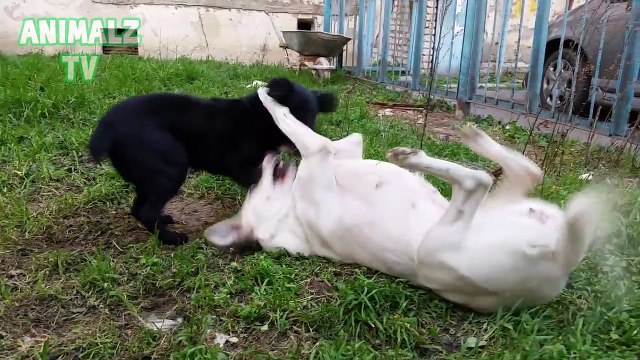 Cute Dogs Playing, Flirting and Trying to Mating [NEW HD VIDEO]