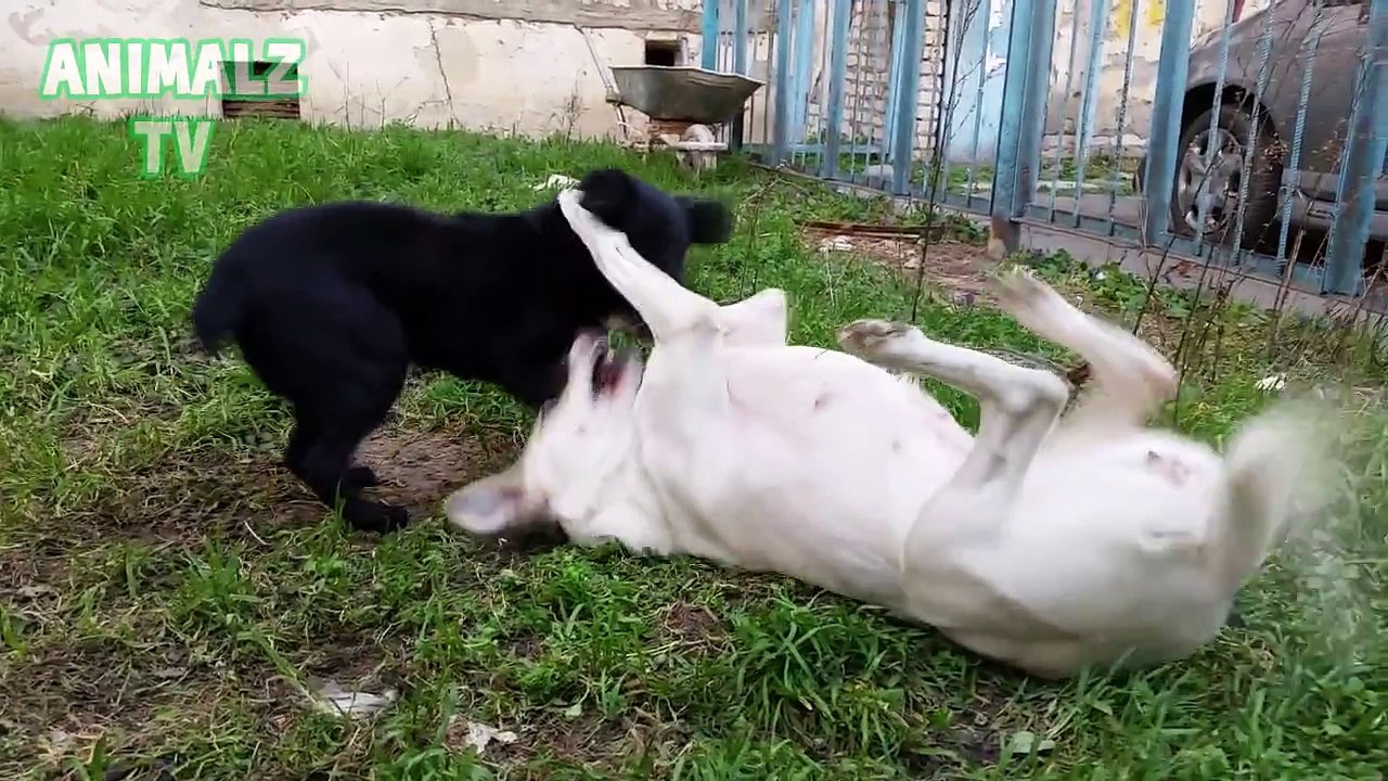 Cute Dogs Playing, Flirting and Trying to Mating [NEW HD VIDEO]