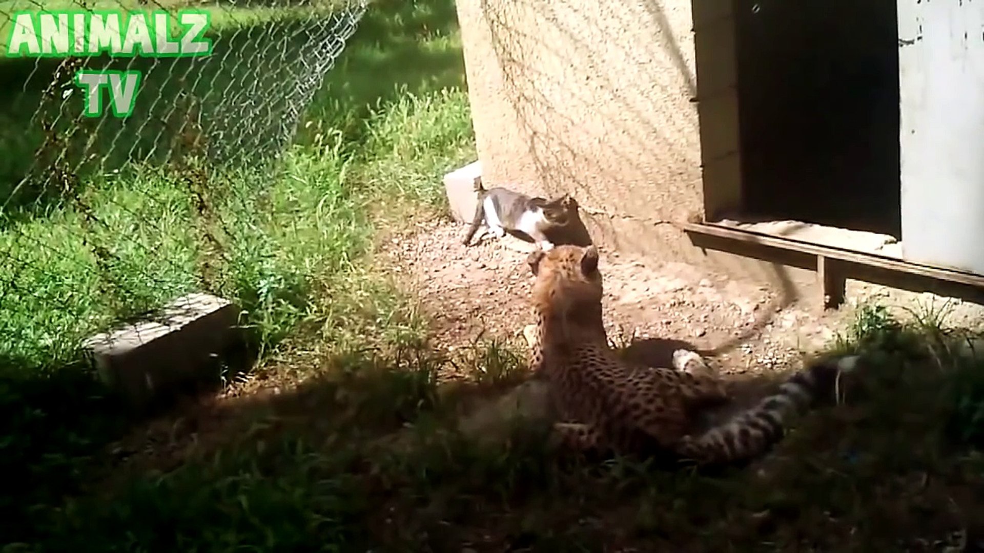 Cheetah vs Cat - Cheetah Trolled by Lucky Cat - Accident in Tbilisi Zoo