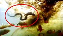 Piranhas vs Anaconda - Piranhas Fishes Attack Anaconda In The Water