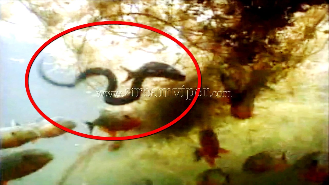 Piranhas vs Anaconda - Piranhas Fishes Attack Anaconda In The Water